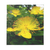 Hypericum calycinum notizblock (Vorderseite)