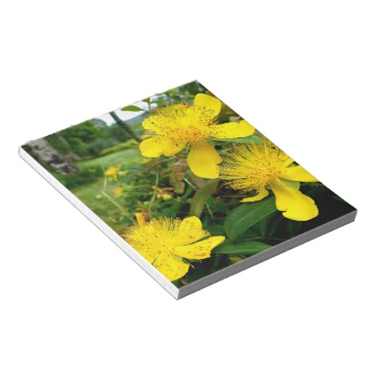 Hypericum calycinum notizblock (angewinkelt)