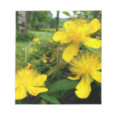 Hypericum calycinum notizblock (Vorderseite)