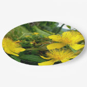 Hypericum calycinum Papierplatte Pappteller (Schrägansicht)
