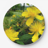Hypericum calycinum Papierplatte Pappteller (Vorderseite)