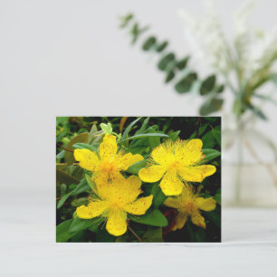 Hypericum calycinum postkarte