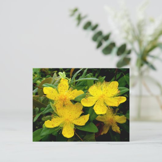 Hypericum calycinum postkarte (Stehend Vorderseite)