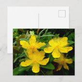 Hypericum calycinum postkarte (Vorne/Hinten)