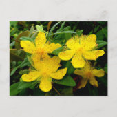 Hypericum calycinum postkarte (Vorderseite)