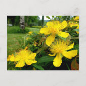 Hypericum calycinum postkarte (Vorderseite)