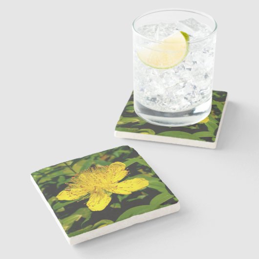 Hypericum calycinum steinuntersetzer (Seitenansicht)