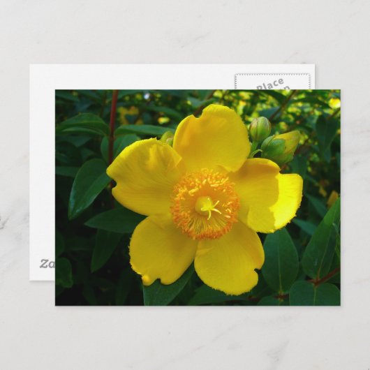 Hypericum Hidcot Postkarte (Vorne/Hinten)
