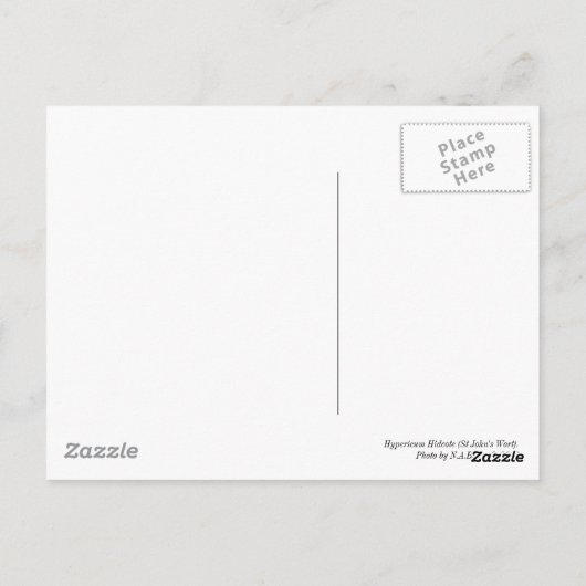 Hypericum Hidcot Postkarte (Rückseite)