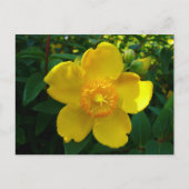 Hypericum Hidcot Postkarte (Vorderseite)