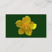 Hypericum Hidcote - Dunkelgrün Visitenkarte (Rückseite)