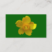 Hypericum Hidcote - Gras grün Visitenkarte (Rückseite)