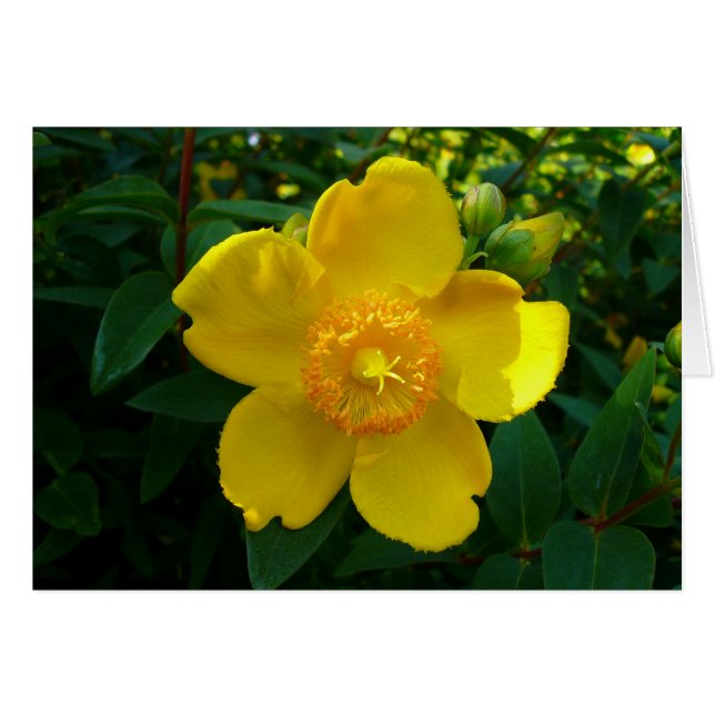 Hypericum Hidcote (Johanniskraut) (Vorderseite (Horizontal))
