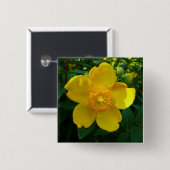 Hypericum Hidcote (Johanniskraut) Button (Vorne & Hinten)