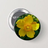 Hypericum Hidcote (Johanniskraut) Button (Vorne & Hinten)