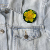 Hypericum Hidcote (Johanniskraut) Button (Beispiel)