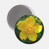 Hypericum Hidcote (Johanniskraut) Magnet (Vorderseite/Rückseite)