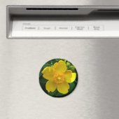 Hypericum Hidcote (Johanniskraut) Magnet (In Situ (Geschirrspüler))