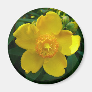 Hypericum Hidcote (Johanniskraut) Magnet