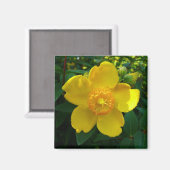Hypericum Hidcote (Johanniskraut) Magnet (Vorderseite/Rückseite)