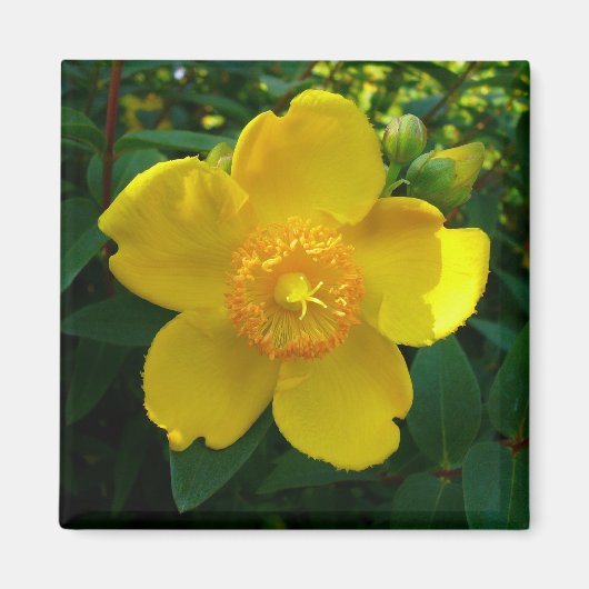 Hypericum Hidcote (Johanniskraut) Magnet (Vorne)
