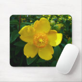 Hypericum Hidcote (Johanniskraut) Mousepad (Mit Mouse)