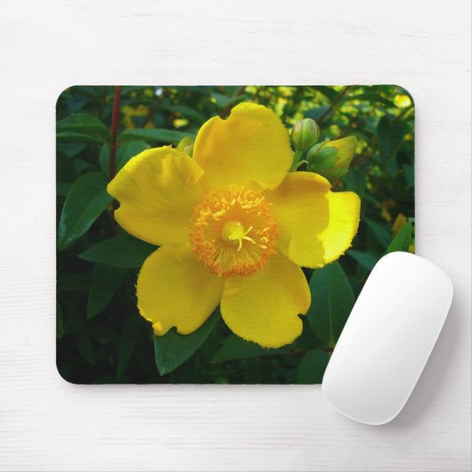 Hypericum Hidcote (Johanniskraut) Mousepad (Mit Mouse)