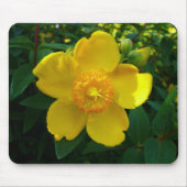 Hypericum Hidcote (Johanniskraut) Mousepad (Vorne)