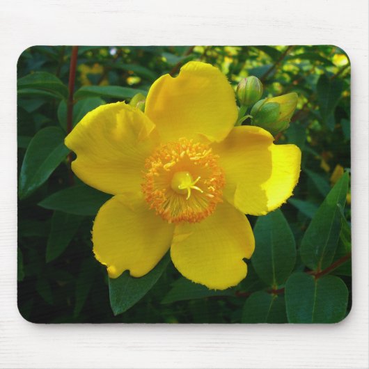Hypericum Hidcote (Johanniskraut) Mousepad (Vorne)