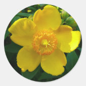 Hypericum Hidcote (Johanniskraut) Runder Aufkleber (Vorderseite)