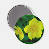 Hypericum Magnet (Vorderseite/Rückseite)