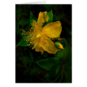 Hypernium