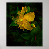 Hypernium-Blume des Geistes Poster (Vorne)