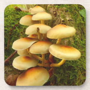 Hypholoma fasciculare Mushroom Plastic Coasters Untersetzer