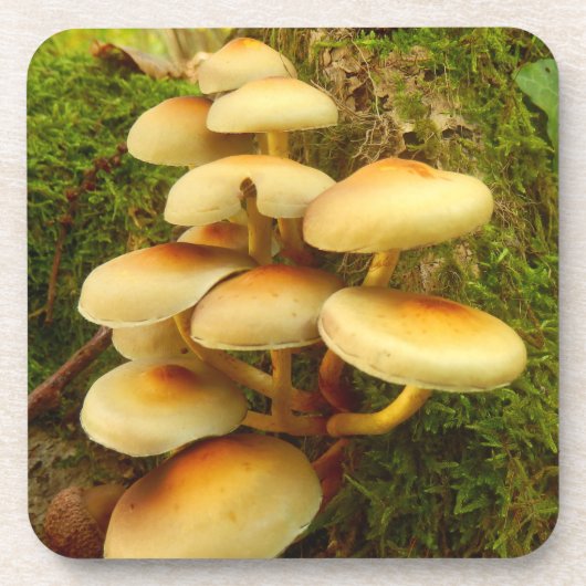 Hypholoma fasciculare Mushroom Plastic Coasters Untersetzer (Vorderseite)