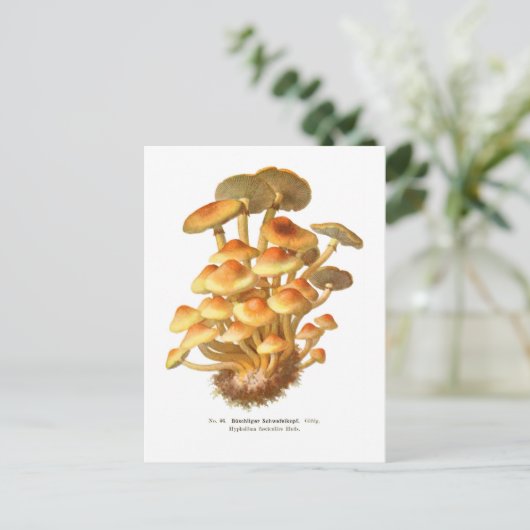 Hypholoma fasciculare postkarte (Stehend Vorderseite)