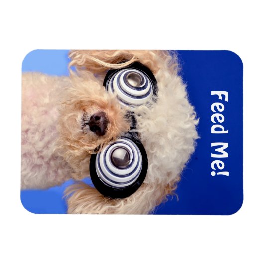 Hypnotic Poodle Magnet (Horizontal)