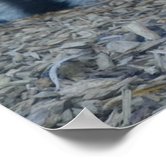 Hypnotic Tiger Poster (Ecke)