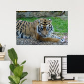 Hypnotischer Tiger Poster (Heimbüro)