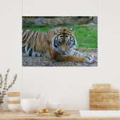 Hypnotischer Tiger Poster (Küche)
