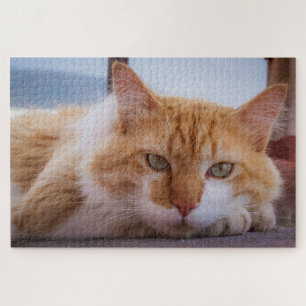 hypnotisches Katzenpuzzle Puzzle