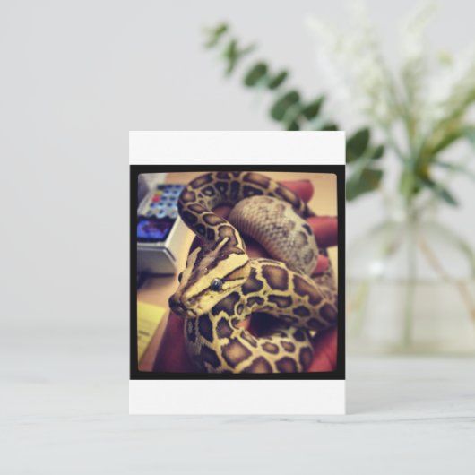 Hypo Baby burmese Python Foto Design. Postkarte (Stehend Vorderseite)