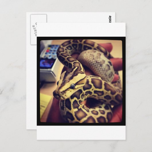 Hypo Baby burmese Python Foto Design. Postkarte (Vorne/Hinten)