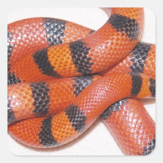 Hypo Honduran Milk Snake Milksnake Quadratischer Aufkleber (Vorderseite)
