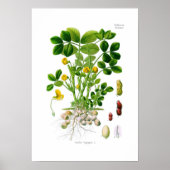 Hypogae Arachis (Erdnuss) Poster (Vorne)
