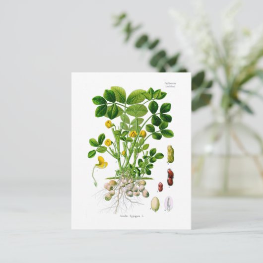 Hypogae Arachis (Erdnuss) Postkarte (Stehend Vorderseite)