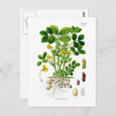 Hypogae Arachis (Erdnuss) Postkarte (Vorne/Hinten)