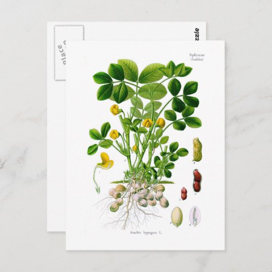 Hypogae Arachis (Erdnuss) Postkarte (Vorne/Hinten)