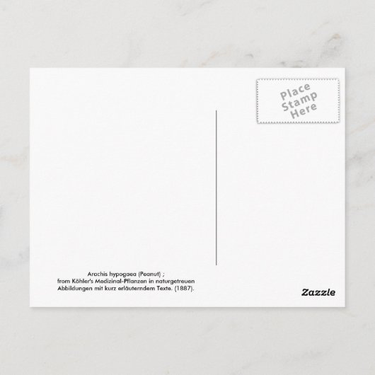 Hypogae Arachis (Erdnuss) Postkarte (Rückseite)