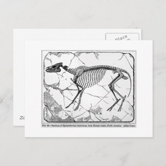 Hyracotherium venticolum Postkarte (Vorne/Hinten)